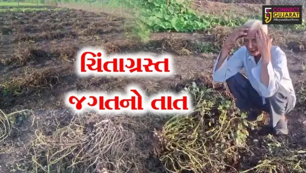 જૂનાગઢ : પવન સાથે વરસેલા વરસાદમાં મગફળી,સોયાબીન અને કપાસના પાકમાં નુકસાન,ખેડૂતોની ચિતામાં વધારો
