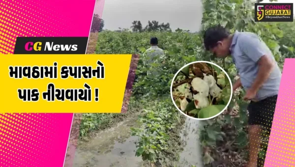 કોટન કિંગ ગણાતા ભરૂચમાં કમોસમી વરસાદના કારણે કપાસના પાકને વ્યાપક નુક્શાન, જુઓ ગ્રાઉન્ડ રિપોર્ટ