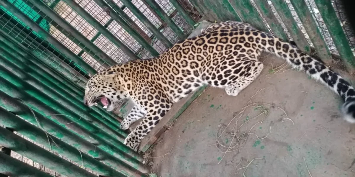 ભરૂચ: વાલિયાના મોખડી ગામે માદા દીપડો પાંજરે પુરાયો, વન વિભાગ દ્વારા ગોઠવવામાં આવ્યું હતું પાંજરું