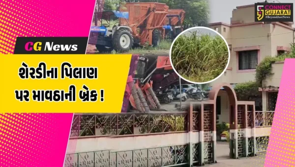 અંકલેશ્વર: કમોસમી વરસાદના કારણે પંડવાઈ સુગર ફેકટરીના 5.50 લાખ ટન શેરડીનું પીલાણ કાર્ય અટવાયું, 10 દિવસ બાદ શરૂ થવાની શકયતા
