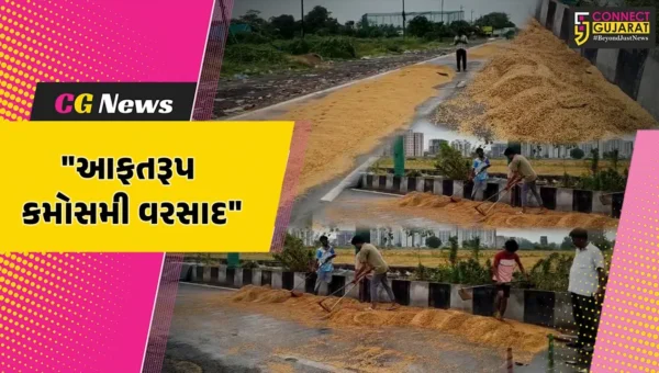 સુરત : ખેડૂતો માટે આકાશી આફત બની દુઃખનું કારણ,કમોસમી વરસાદમાં ડાંગરનો પાક પલળી જતા ધરતીપુત્રો ચિંતાગ્રસ્ત