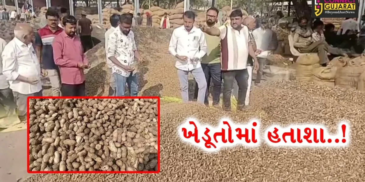 અમરેલી : ખુલ્લા બજારની હરાજીમાં ઓછા ભાવો મળતા મગફળી વેંચવા આવતા ખેડૂતો હતાશ, ખોટ ખાઈને મગફળી વેચવાની મજબૂરી..!