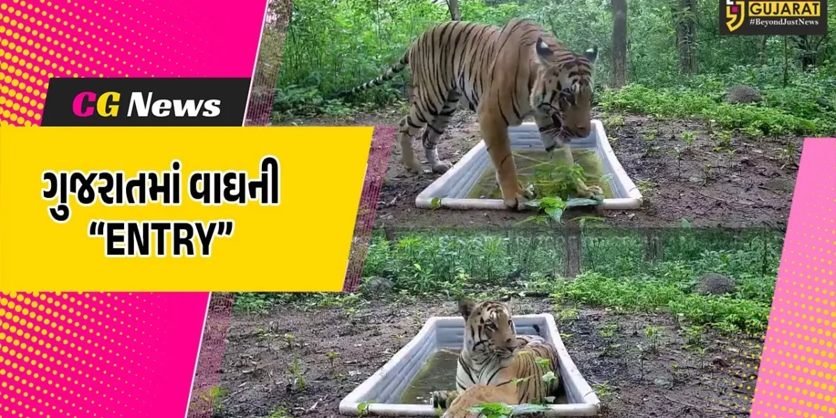 ભાઈ ધાજો રે ધાજો, વાઘ આવ્યો રે વાઘ..! : દાહોદ-રતન મહાલના જંગલમાં વાઘ જોવા મળતા NTCAનું સતત મોનિટરીંગ…