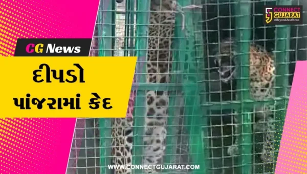 અંકલેશ્વર : ભાદી ગામેથી દીપડો પાંજરે પુરાતા ગ્રામજનોને હાશકારો,વન વિભાગને મળી સફળતા