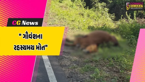 ભરૂચ : જંબુસરના કલક ગામે ચોંકાવનારી ઘટના,બ્રિજ નીચેથી 12થી વધુ ગૌવંશ રહસ્યમય રીતે મૃત હાલતમાં મળી આવતા ચકચાર