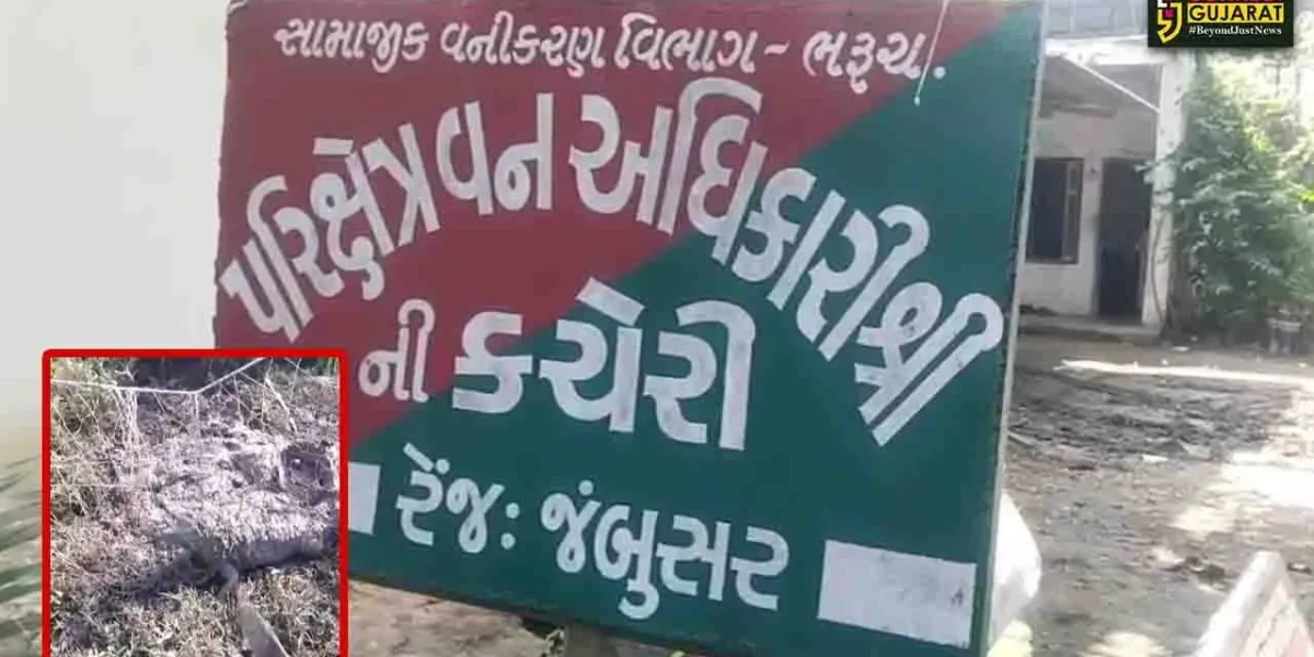 ભરૂચ : જંબુસરના મહાપુરા ગામે ખેતરમાં લટારે નીકળેલો મગર જાળમાં ફસાયો, વન વિભાગે મગરને સલામત સ્થળે મુક્ત કરવા કામગીરી હાથ ધરી…
