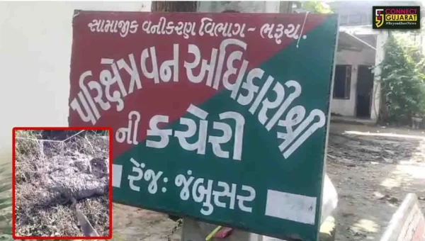 ભરૂચ : જંબુસરના મહાપુરા ગામે ખેતરમાં લટારે નીકળેલો મગર જાળમાં ફસાયો, વન વિભાગે મગરને સલામત સ્થળે મુક્ત કરવા કામગીરી હાથ ધરી…