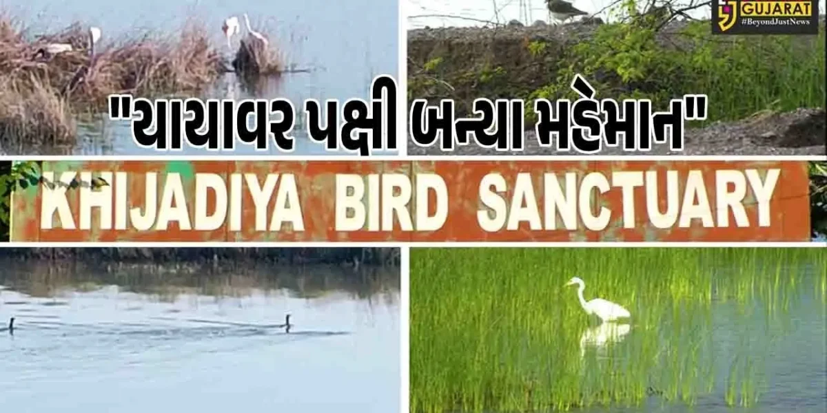 ગુજરાત : ખીજડીયા પક્ષી અભયારણ્ય પ્રવાસીઓ માટે આકર્ષણનું કેન્દ્ર બન્યું, વિશ્વભરમાંથી 300થી વધુ પ્રજાતિના યાયાવર પક્ષીઓ લે છે આશરો