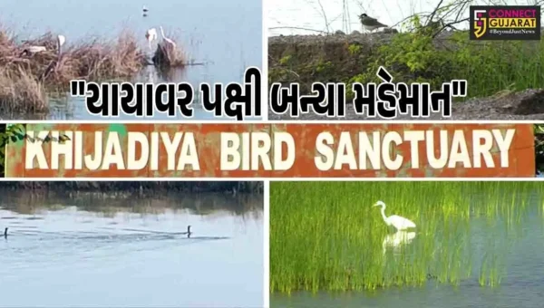 ગુજરાત : ખીજડીયા પક્ષી અભયારણ્ય પ્રવાસીઓ માટે આકર્ષણનું કેન્દ્ર બન્યું, વિશ્વભરમાંથી 300થી વધુ પ્રજાતિના યાયાવર પક્ષીઓ લે છે આશરો