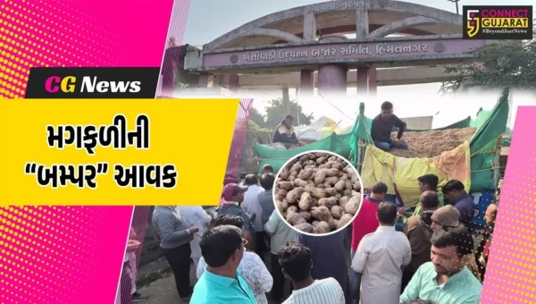 સાબરકાંઠા: સૌથી ઉંચા ભાવ મળતા હિંમતનગર માર્કેટિંગ યાર્ડમાં મગફળીની અધધ આવક, ખેડૂતોમાં ખુશીનો માહોલ…