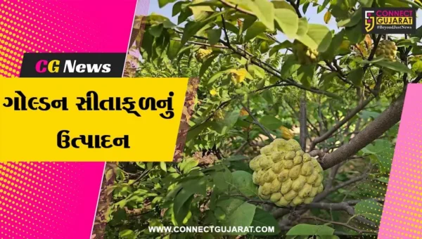 સાબરકાંઠા : પ્રાકૃતિક ખેતીમાં યુવા ખેડૂતનો ચમત્કાર, સુપર ગોલ્ડન સીતાફળનું સફળ ઉત્તમ ઉત્પાદન મેળવ્યું