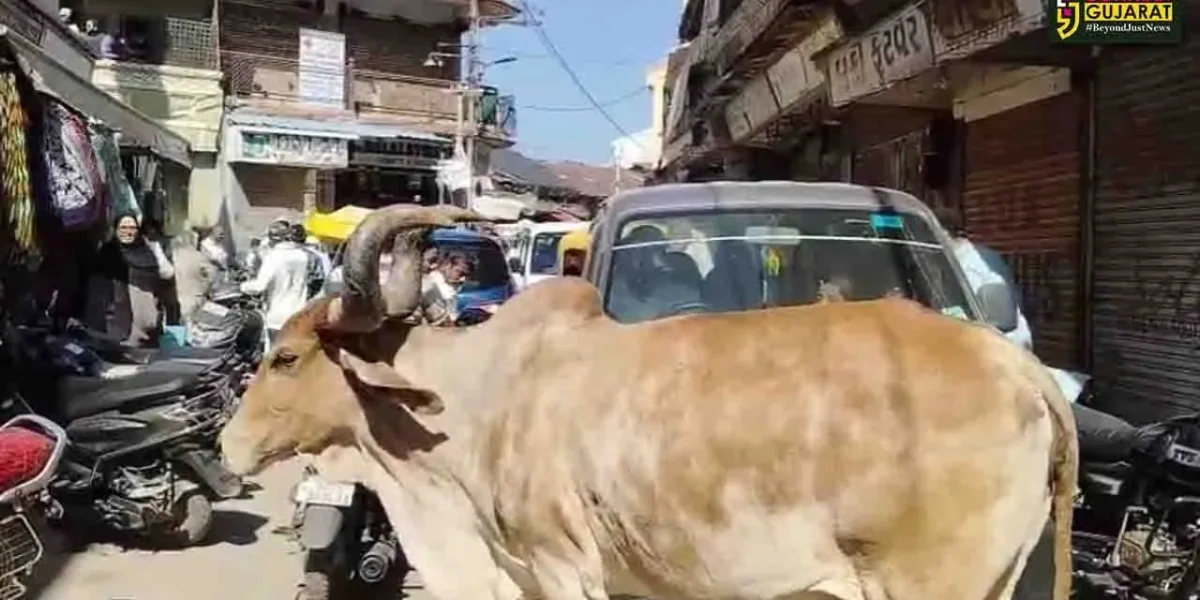 ભરૂચ : આમોદમાં રખડતાં પશુઓનો આતંક યથાવત, પાલિકાના મૌન સામે જનતામાં આક્રોશ..!