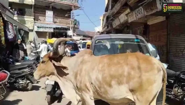 ભરૂચ : આમોદમાં રખડતાં પશુઓનો આતંક યથાવત, પાલિકાના મૌન સામે જનતામાં આક્રોશ..!