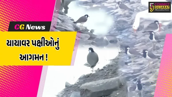 અંકલેશ્વર: શિયાળાની ફૂલ ગુલાબી ઠંડીમાં વિદેશી પક્ષીઓ બન્યા મહેમાન, નયનરમ્ય નજારો જોવા મળ્યો