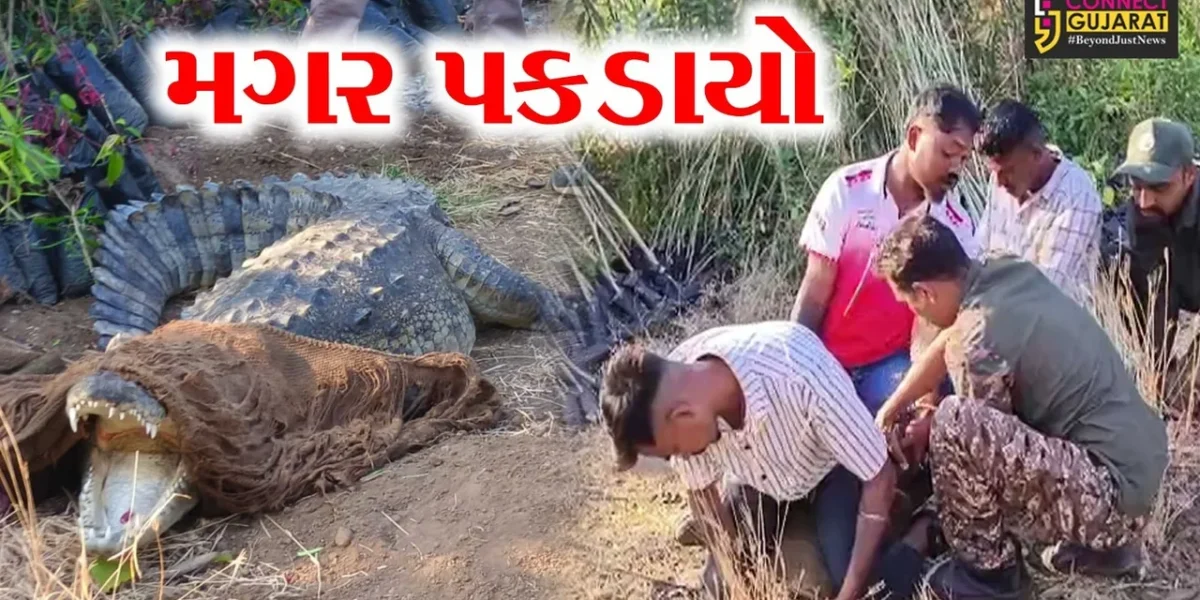 અંકલેશ્વર: રીઝર્વ તળાવની પાછળની ખાડીમાંથી મગર ઝડપાયો,  સુરક્ષિત જગ્યાએ છોડી મુકાશે