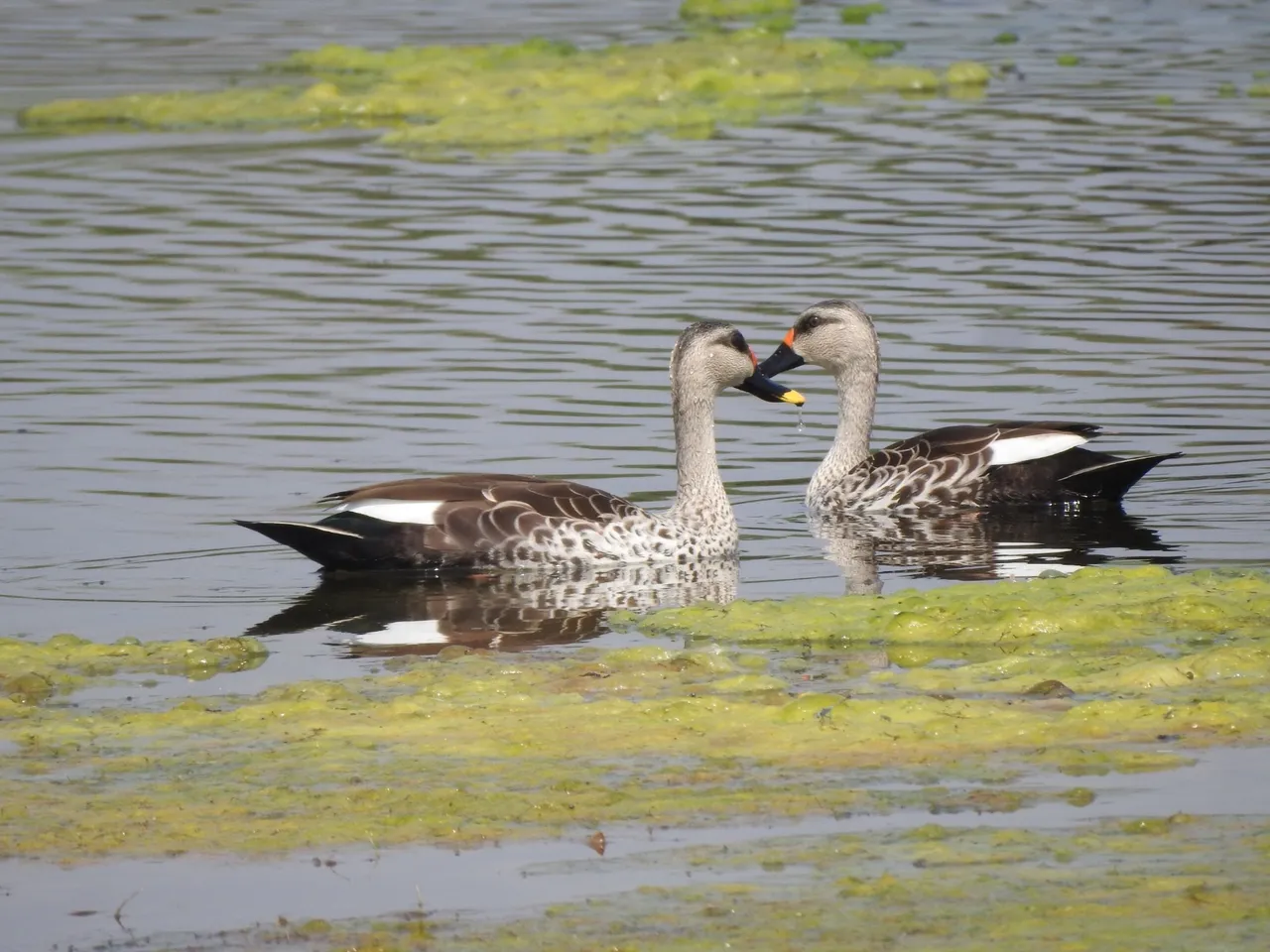 duck