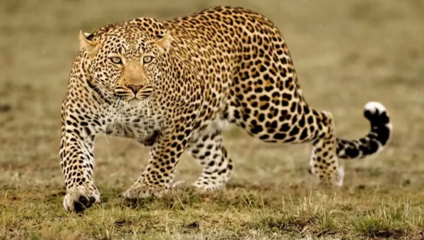 ભરૂચ : જુના તવરા ગામે દીપડાએ વાછરડાનો શિકાર કરતા ગ્રામજનોમાં ફફડાટ