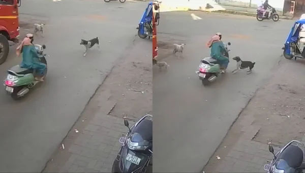 અંકલેશ્વર : રખડતા શ્વાન પાછળ પડતા મોપેડ સવાર યુવતી વિજપોલ સાથે ભટકાય, જુઓ અકસ્માતના CCTV