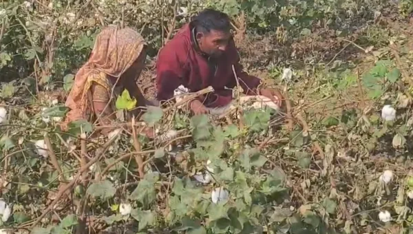 ભરૂચ: આમોદના કાકરિયા ગામે અસામાજિક તત્ત્વોનો આતંક,આદિવાસી ખેડૂતના પાકનો નાશ કરતા પોલીસ ફરિયાદ