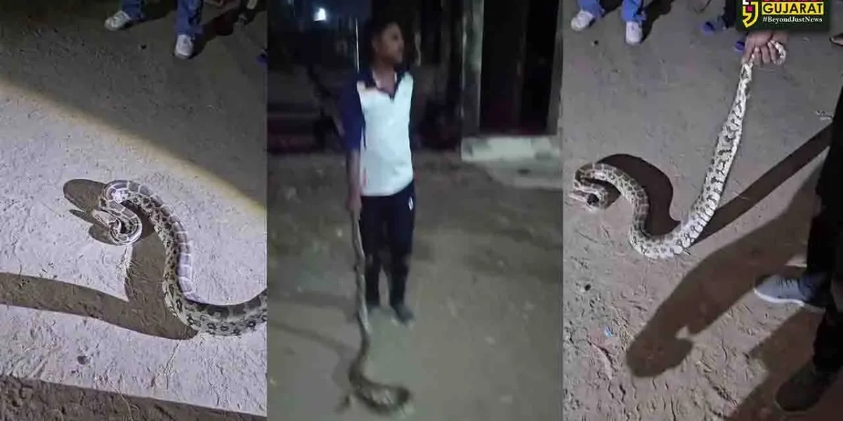 ભરૂચ: રેલવે સ્ટેશન નજીકથી જીવદયા પ્રેમીઓએ અજગરનું કર્યું રેસ્ક્યુ, વન વિભાગને સોંપાયો