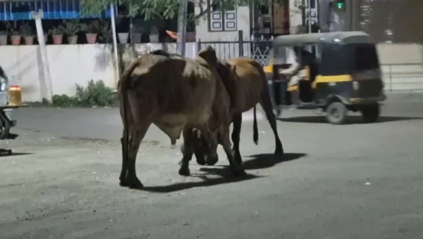 અંકલેશ્વર : ભડકોદ્રાની મંગલમ સોસા.નજીક આખલાઓ વચ્ચે યુદ્ધ, લારીમાં નુકશાન