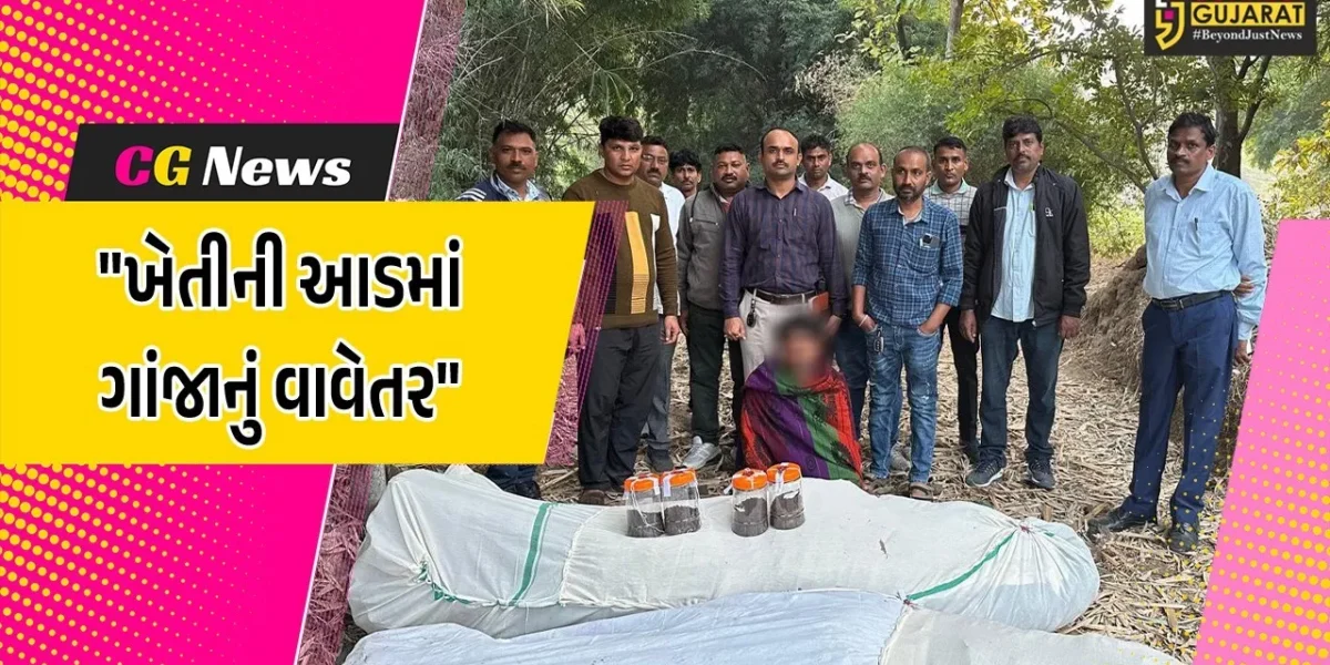 છોટાઉદેપુર : સીંગલદા ગામે ખેતીની આડમાં ગાંજાનું કરાયું વાવેતર,SOGએ 62 લાખથી વધુના લીલા ગાંજા સાથે શખ્સની કરી ધરપકડ