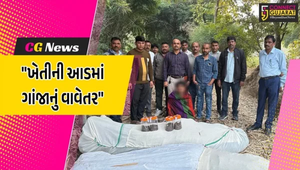 છોટાઉદેપુર : સીંગલદા ગામે ખેતીની આડમાં ગાંજાનું કરાયું વાવેતર,SOGએ 62 લાખથી વધુના લીલા ગાંજા સાથે શખ્સની કરી ધરપકડ
