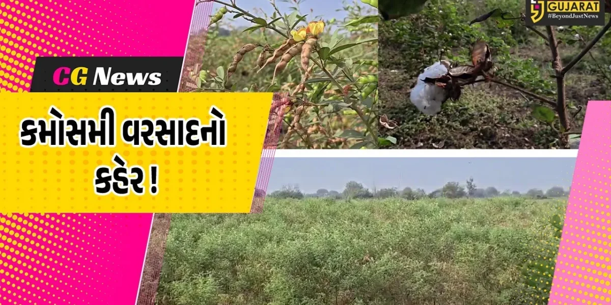ભરૂચ- અંકલેશ્વરમાં માવઠાના મારથી ખેડૂતો ચિંતિત, ખેતીના પાકમાં વ્યાપક નુકશાનની ભીતિ
