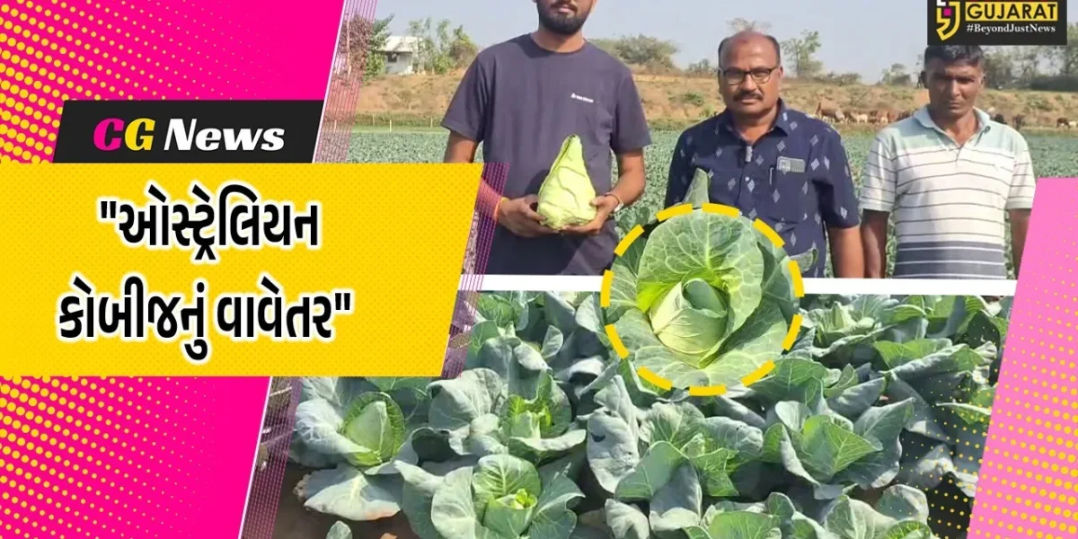 સાબરકાંઠા : પ્રાંતિજના સાહસિક ખેડૂતે ઓસ્ટ્રેલિયન કોબીજનું વાવેતર કર્યું,70 દિવસમાં  તૈયાર થાય છે આ વેરાયટી