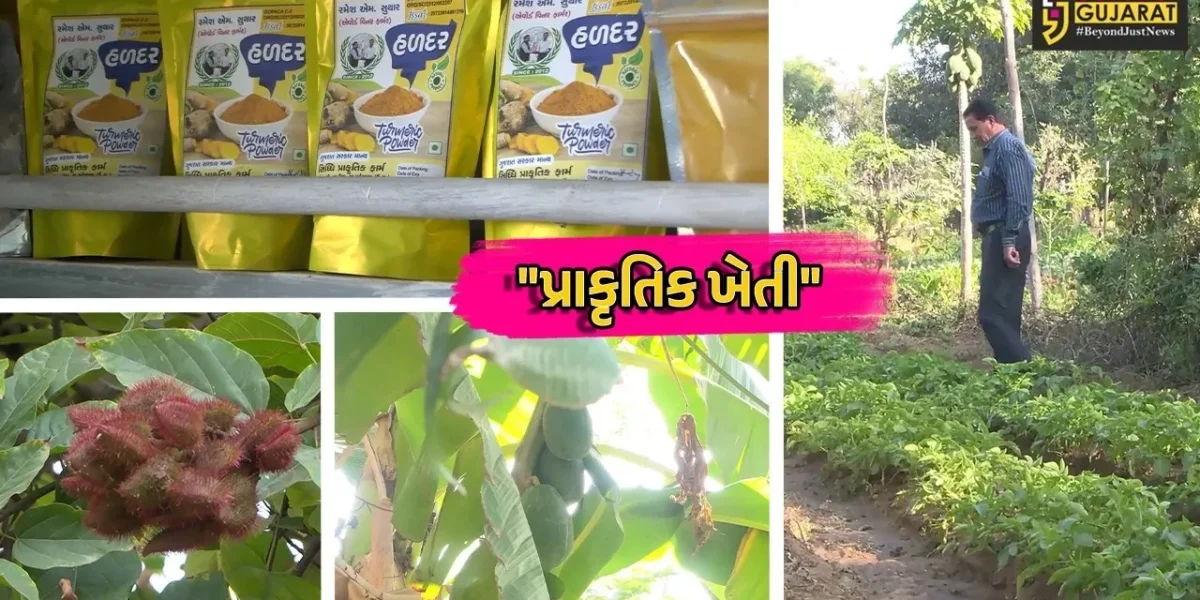 મહેસાણા : પ્રગતિશીલ ખેડૂતે પ્રાકૃતિક ખેતીથી પ્રાપ્ત કરી સફળતા, જીવામૃત અને બીજામૃતના પ્રયોગથી ખેતી ખર્ચમાં કર્યો ઘટાડો