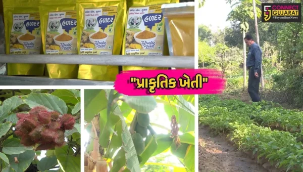 મહેસાણા : પ્રગતિશીલ ખેડૂતે પ્રાકૃતિક ખેતીથી પ્રાપ્ત કરી સફળતા, જીવામૃત અને બીજામૃતના પ્રયોગથી ખેતી ખર્ચમાં કર્યો ઘટાડો