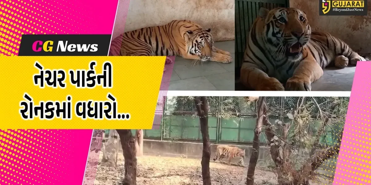 સુરત : ઓરિસ્સાના ભુવનેશ્વર ઝૂ’માંથી વાઘની જોડી ભેટ મળતા સરથાણા નેચર પાર્કની રોનકમાં વધારો…