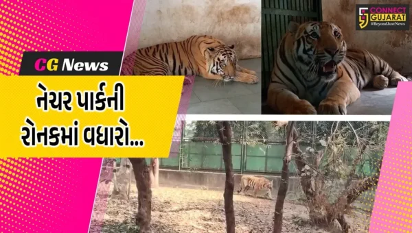સુરત : ઓરિસ્સાના ભુવનેશ્વર ઝૂ’માંથી વાઘની જોડી ભેટ મળતા સરથાણા નેચર પાર્કની રોનકમાં વધારો…