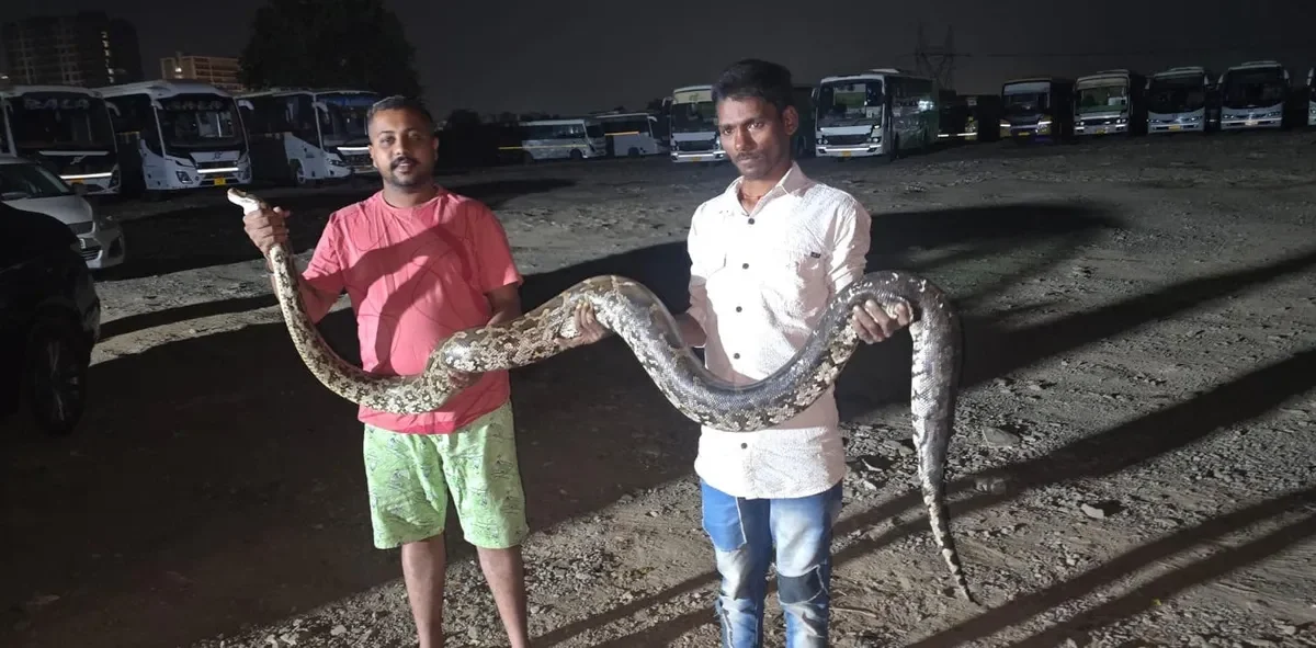 ભરૂચ: તવરા રોડ પર પરથી 9 ફૂટ લાંબા અજગરનું રેસ્ક્યુ કરી વન વિભાગને સોંપાયો