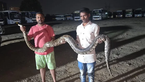 ભરૂચ: તવરા રોડ પર પરથી 9 ફૂટ લાંબા અજગરનું રેસ્ક્યુ કરી વન વિભાગને સોંપાયો