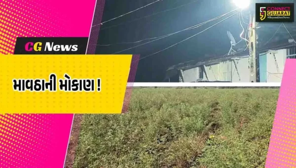 અંકલેશ્વર-જંબુસરમાં ફરી એકવાર કમોસમી વરસાદ, ખેતીના ઉભા પાકને નુક્શાનની શક્યતા