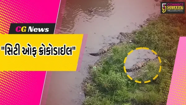 વડોદરા : શહેર બન્યું મગરોની નગરી,વિશ્વામિત્રીના કિનારે મગરોનું ‘સામ્રાજ્ય’ કુલ સંખ્યા 417 નોંધાઈ