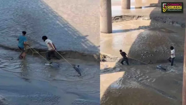 ભરૂચ: દહેજના દરિયા કિનારેથી 2 ડોલ્ફીનનું કરાયુ રેસ્ક્યુ, વિડીયો થયો વાયરલ
