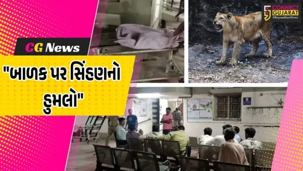 અમરેલી : ધારીના માણાવાવમાં ખેત મજુરના પાંચ વર્ષીય બાળક પર સિંહણનો હુમલો,ઈજાગ્રસ્ત માસુમ મોતને ભેટ્યો