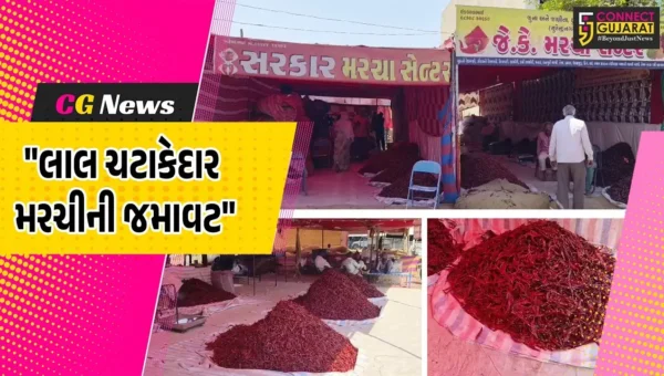 સુરેન્દ્રનગર : ચુડામાં લાલ મરચાની સીઝનનો પ્રારંભ,કાશ્મીરી, રેશમ પટ્ટો, ડબ્બી, અને ટમેટું મરચીની ભારે માંગ