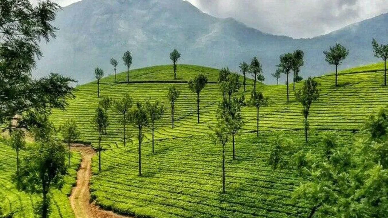 Munnar (2)