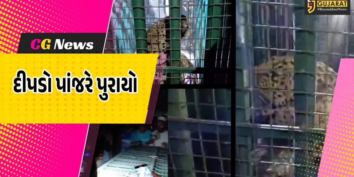 અંકલેશ્વર: ભાદી ગામની સીમમાંથી દીપડો પાંજરે પુરાયો,વન વિભાગે સુરક્ષિત સ્થળે છોડી મુકવા તજવીજ શરૂ કરી