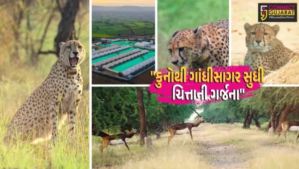 ગાંધીનગર : મિશન ચિત્તાની સુપરહિટ ઇનિંગ,ભારતમાં ચિત્તાની સંખ્યા 50ને પાર, હવે ગુજરાતમાં થશે એન્ટ્રી!