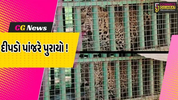 અંકલેશ્વર: સેંગપુર ગામની સીમમાંથી દીપડો પાંજરે પૂરાયો, ગ્રામજનોએ અનુભવ્યો હાશકારો