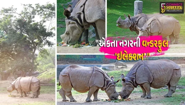 નર્મદા :  સ્ટેચ્યુ ઓફ યુનિટી સ્થિત સરદાર પટેલ જંગલ સફારીમાં માદા ગેંડા “ઇલેક્શન”નો 17મો જન્મદિવસ ઉજવાયો