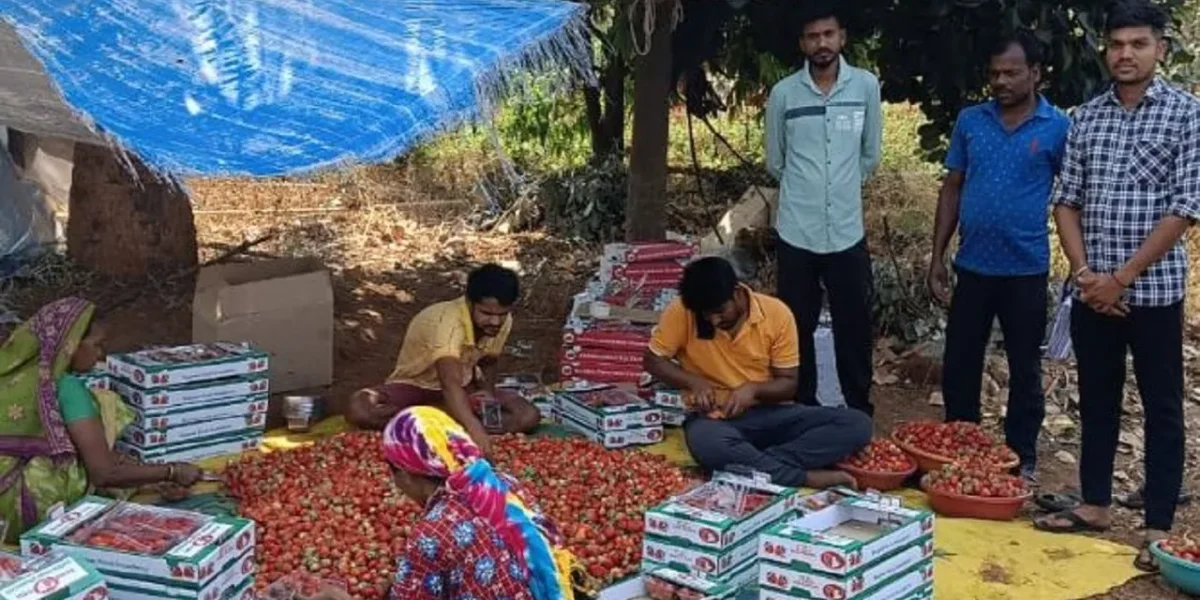 ગુજરાતનું ‘સ્ટ્રોબેરી હબ’ : સ્ટ્રોબેરીની પ્રાકૃતિક ખેતી થકી ડાંગના ખેડૂતો કરી રહ્યા છે રૂ. 7 લાખથી વધુની કમાણી…