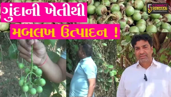 અંકલેશ્વર: દીવી  ગામના ખેડૂતે અથાણાના ગુંદાની ખેતી કરી મબલક પાક ઉતાર્યો !