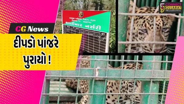 અંકલેશ્વર: ગડખોલ ગામની સીમમાંથી દીપડો પાંજરે પુરાયો, ખેડૂતો અને ગ્રામજનોને હાશકારો