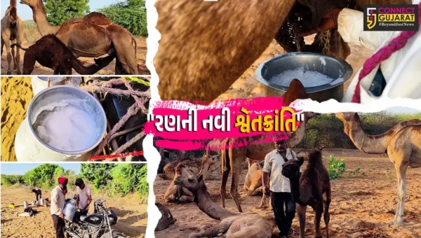 કચ્છ : ઊંટડીનું દૂધ હવે પશુપાલકો માટે બન્યું સફેદ સોનું,પાણીના ભાવે વેચાતું દૂધ હવે રૂ. 55ને પાર