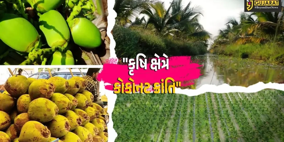 ગાંધીનગર : નાળિયેરના રેકોર્ડબ્રેક ઉત્પાદન સાથે ગુજરાત બન્યું કૃષિ ક્ષેત્રે અગ્રેસર,દરિયાકાંઠે સર્જી ‘વ્હાઇટ ગોલ્ડ’ જેવી સફળતા